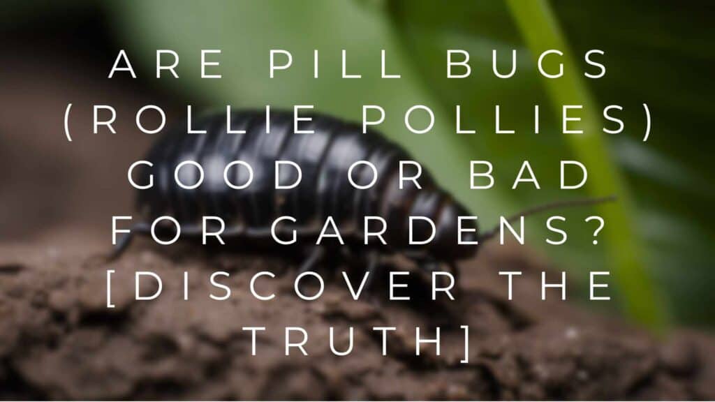 Are Pill Bugs (Rollie Pollies) Good or Bad for Gardens? [Discover the