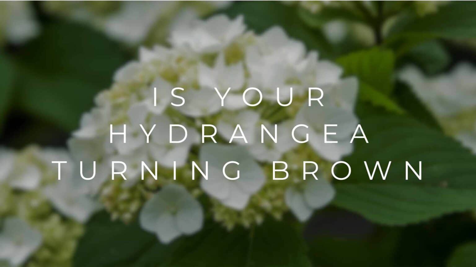 Is Your Hydrangea Turning Brown? Discover the 5 Surprising Reasons and
