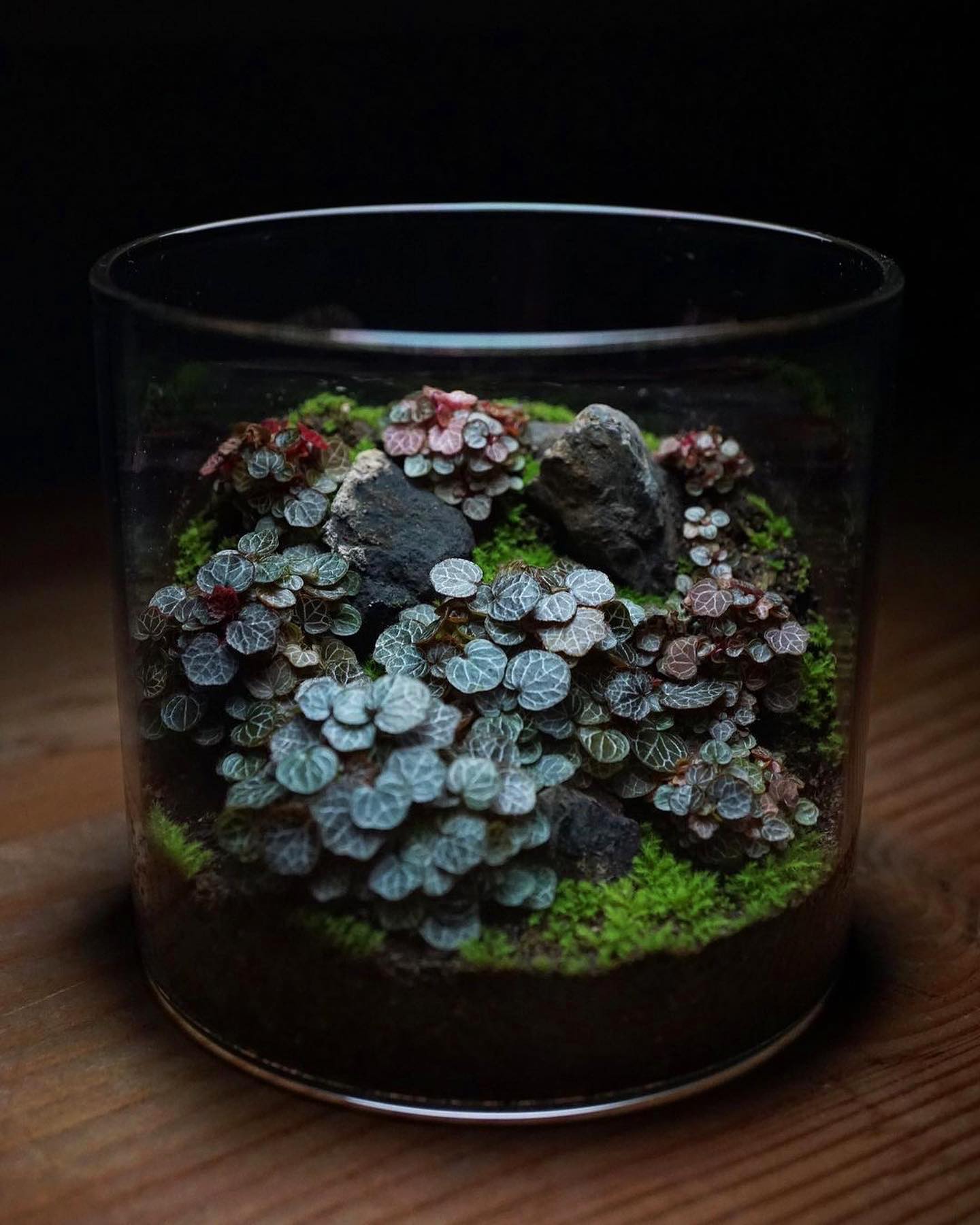 50 DIY Terrarium Ideas That Will Blow You Away - Planted Shack
