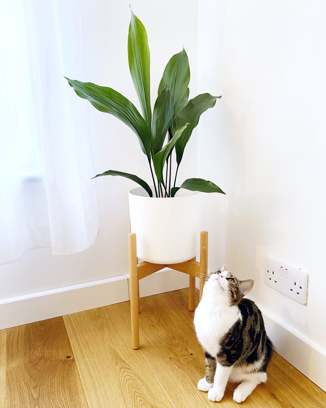 Cast Iron Plant