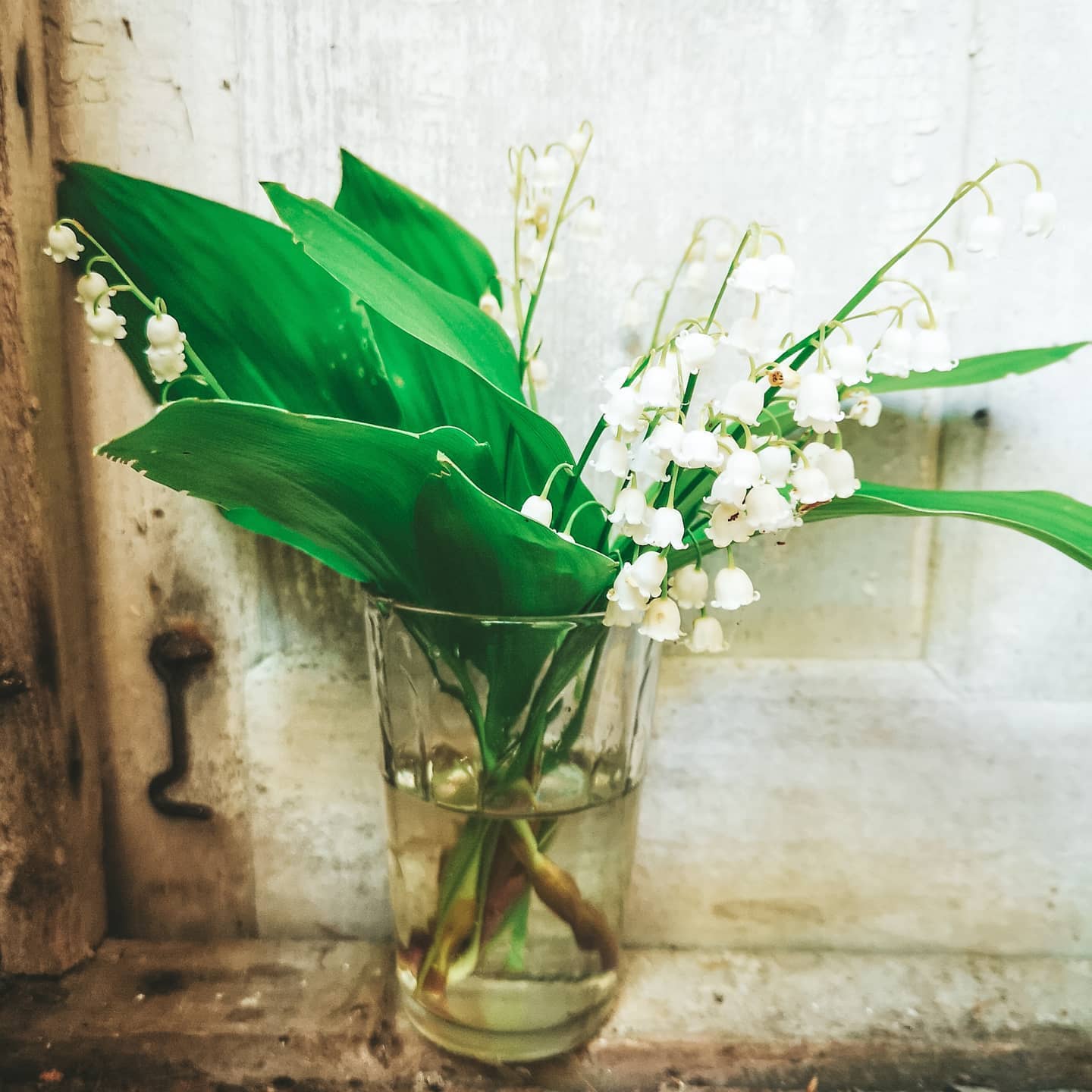 Lily of the Valley (Convallaria majalis)