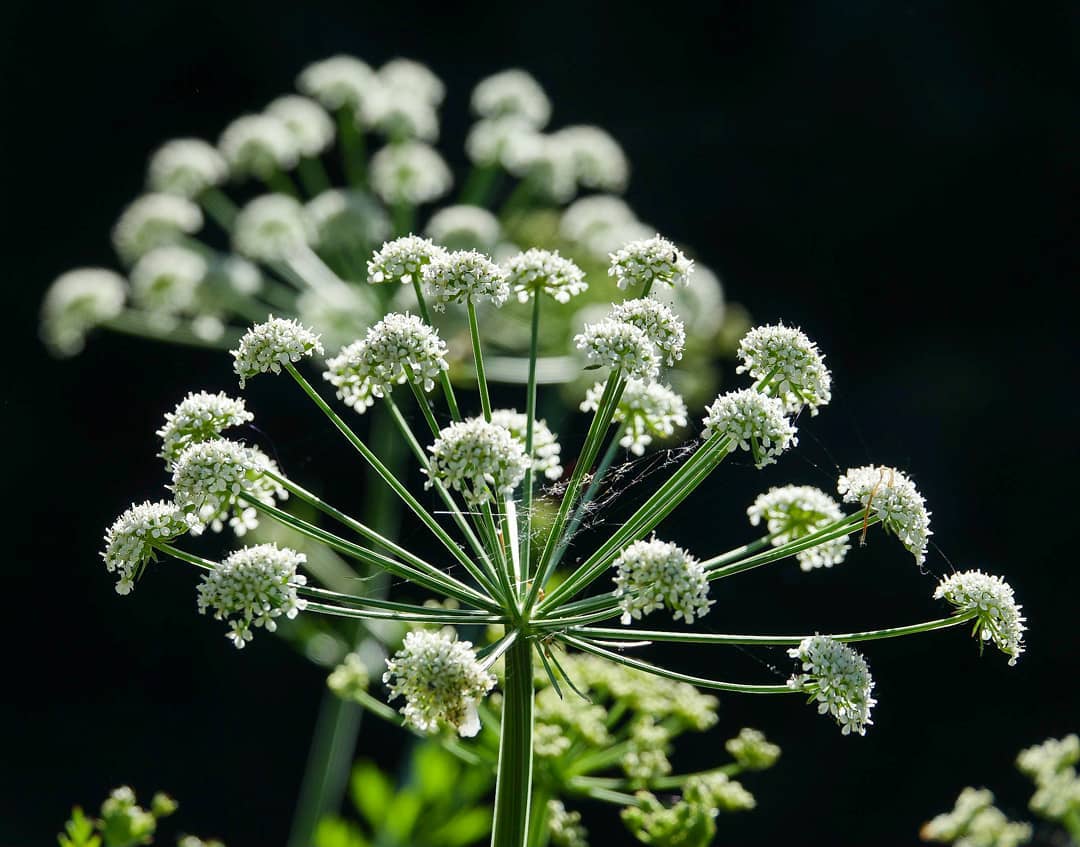 Water Hemlock (Cicuta spp.)