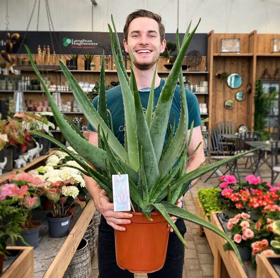 Aloe Vera (Aloe vera)