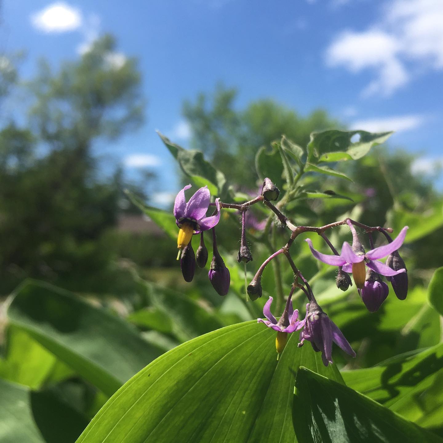Deadly Nightshade (Atropa belladonna)