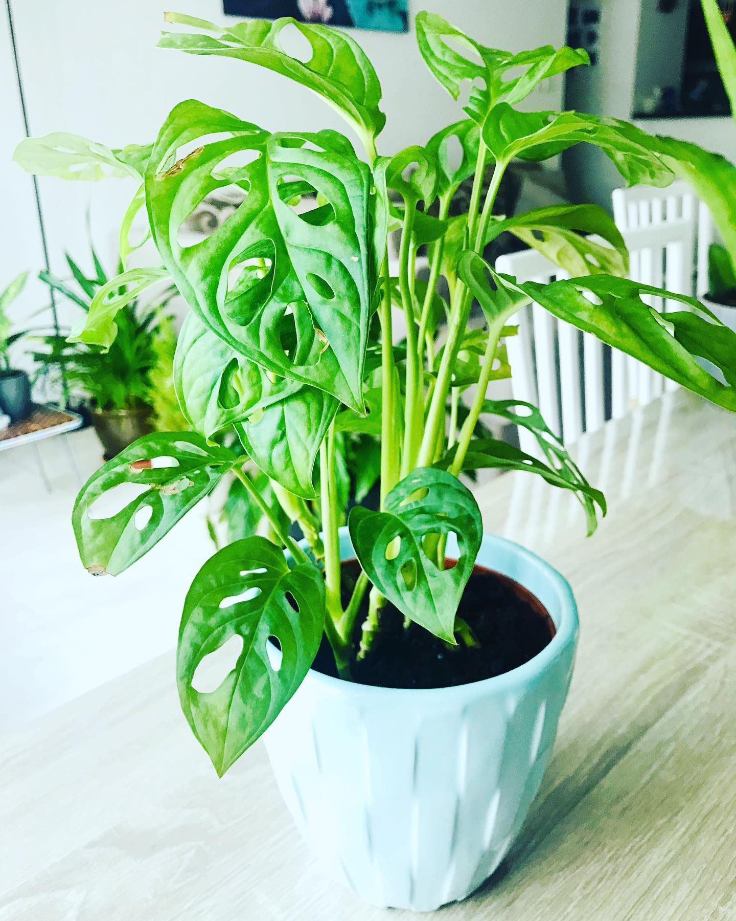 Swiss Cheese Plant (Monstera deliciosa)
