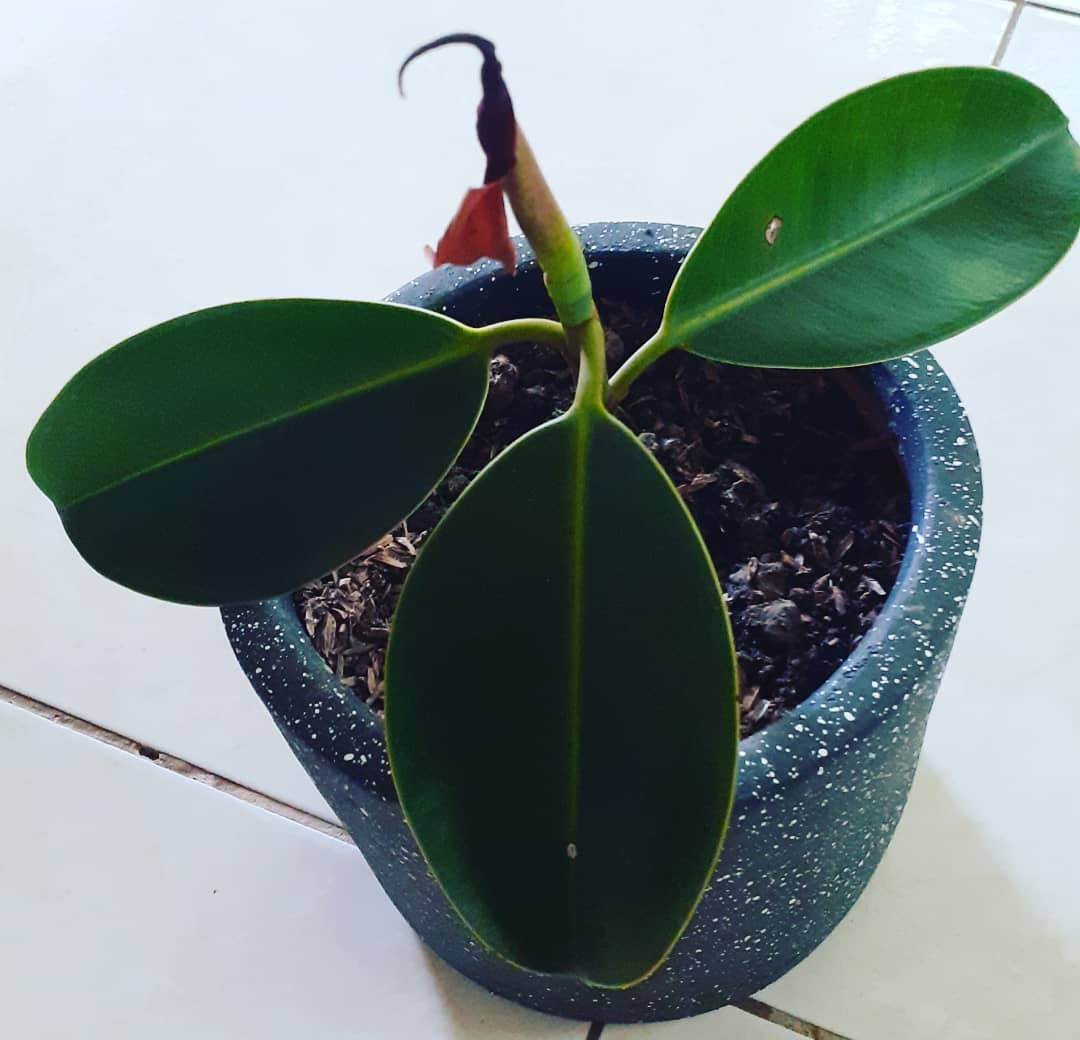 Baby Rubber Tree (Peperomia obtusifolia)