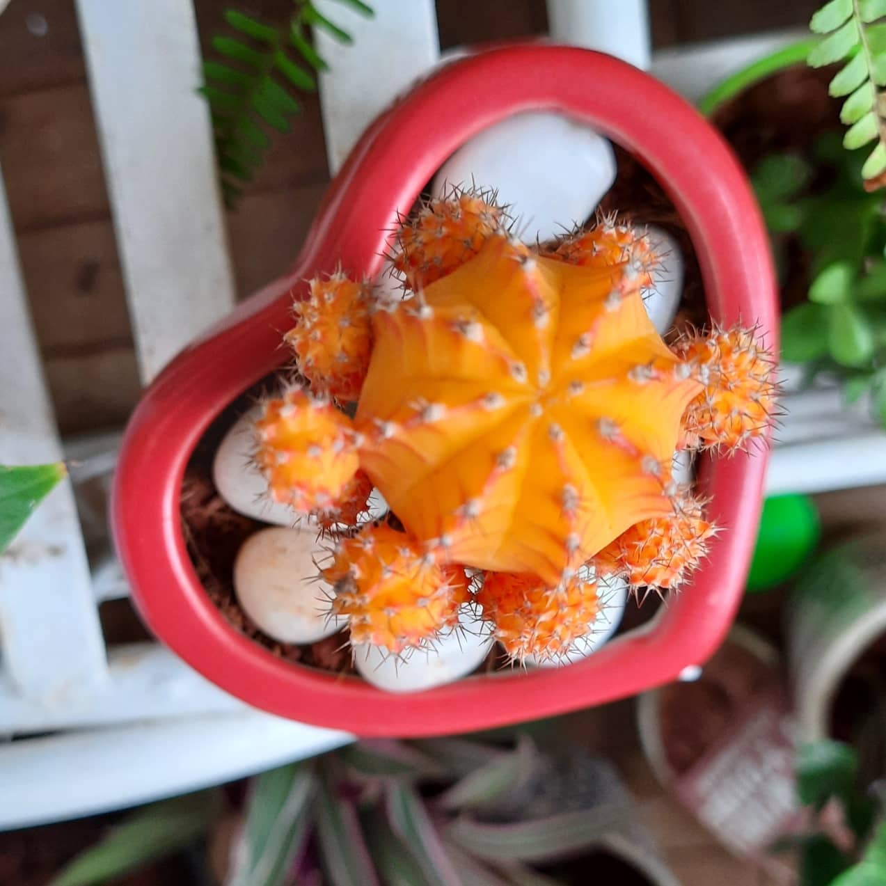 Moon Cactus
