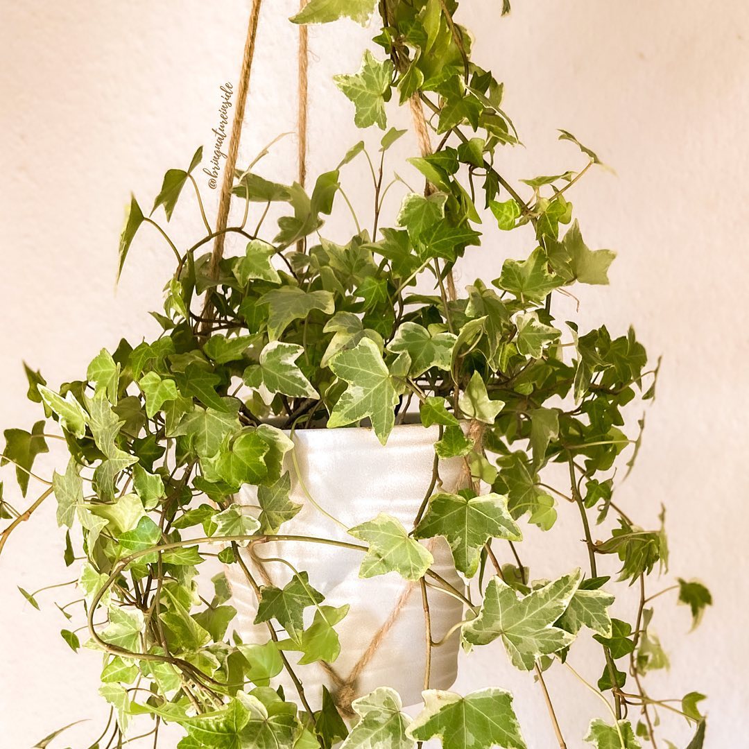 English Ivy (Hedera helix)