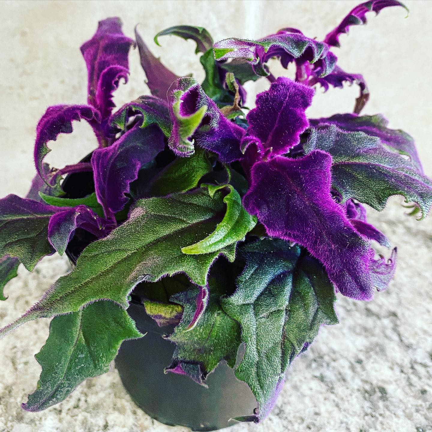 Purple Velvet Plant (Gynura aurantiaca)