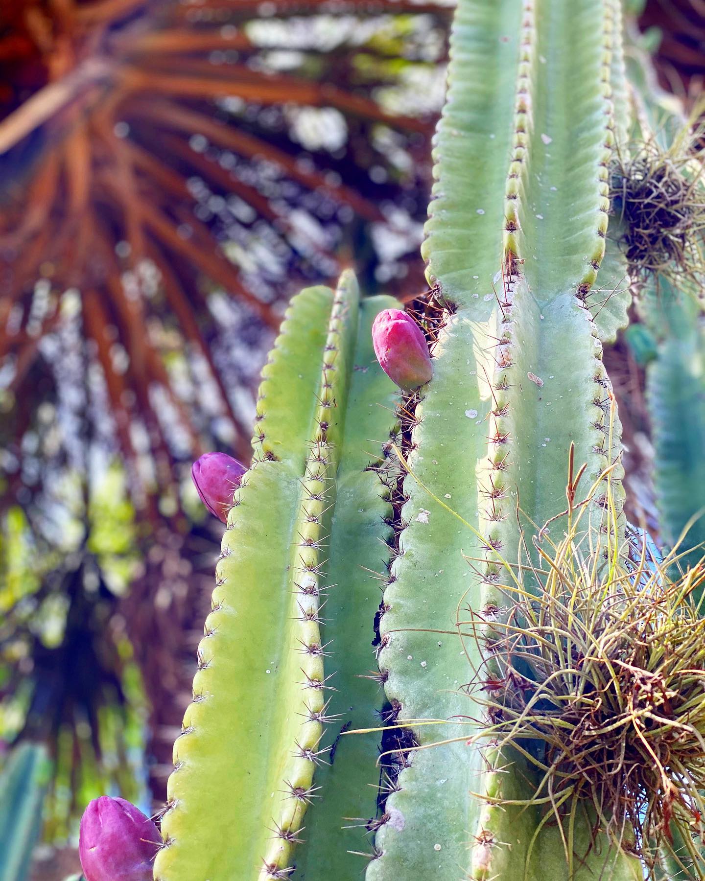 Peruvian Apple Cactus (Cereus repandus)