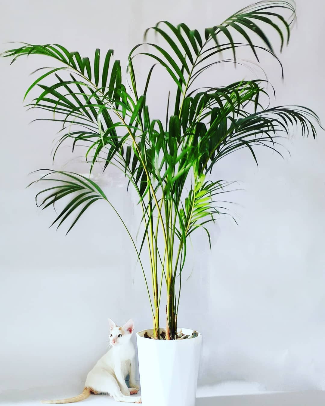 Areca Palm (Dypsis lutescens)