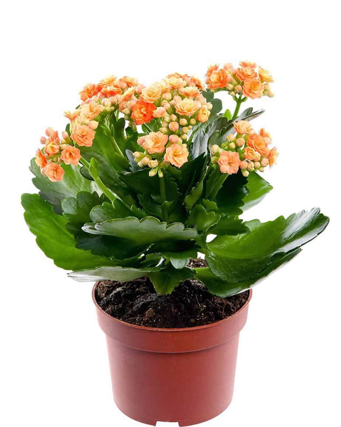 Flaming Katy (Kalanchoe blossfeldiana)