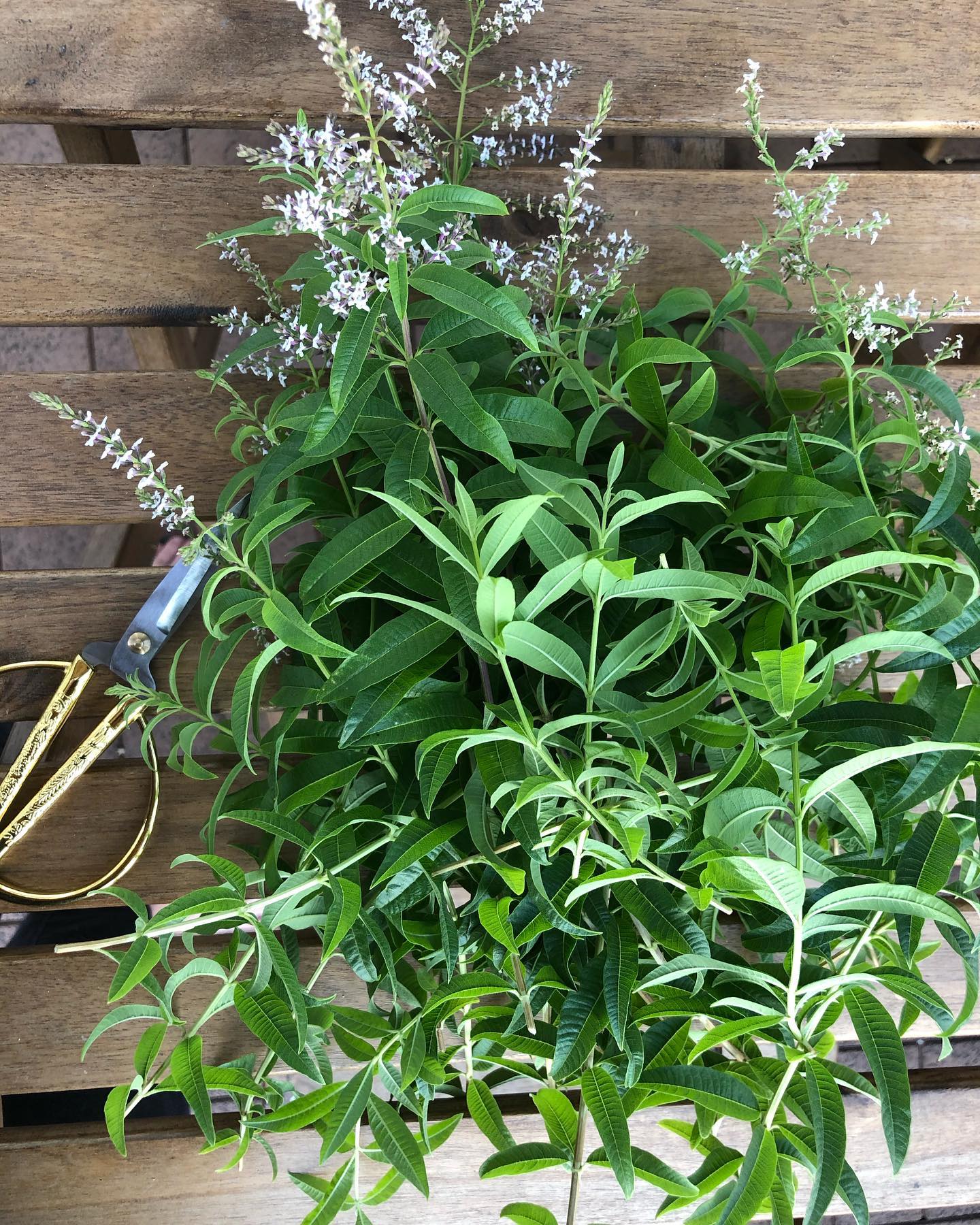 Lemon Verbena