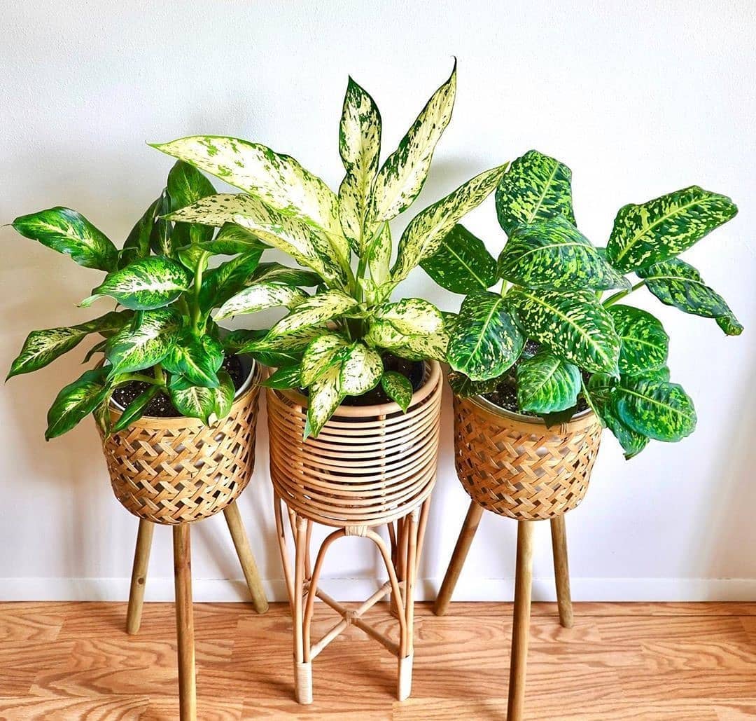 Dumbcane (Dieffenbachia spp.)