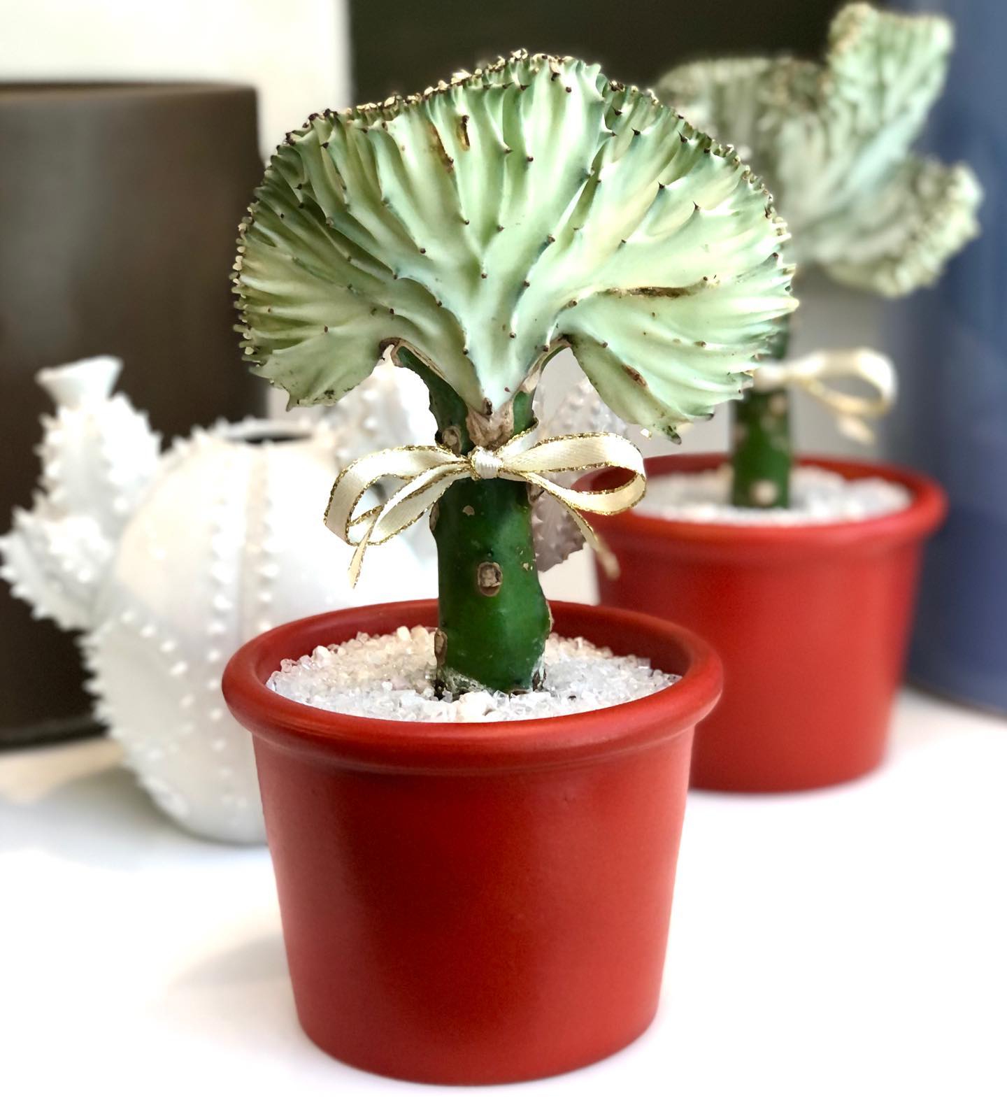 Coral Cactus (Euphorbia lactea)