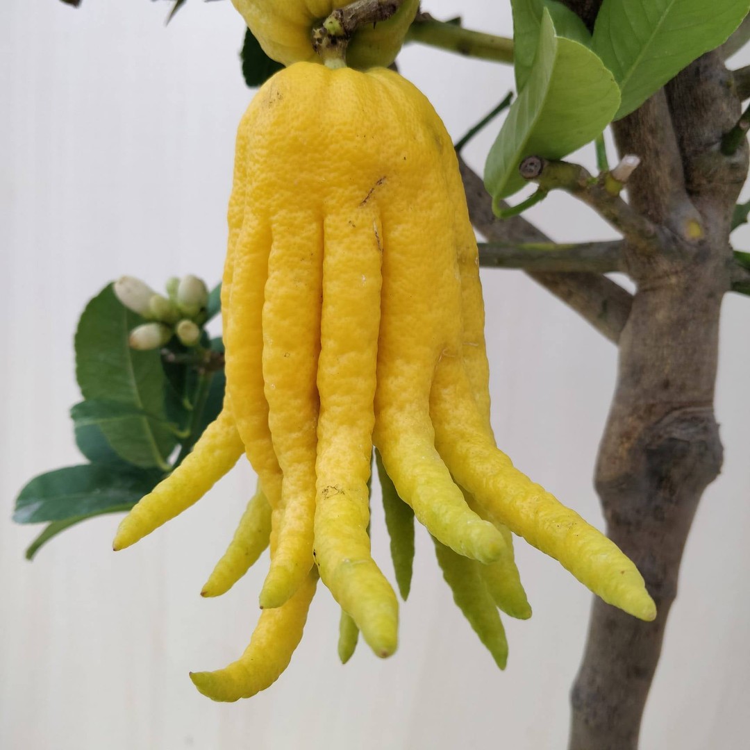 Buddha's Hand Citrus (Citrus medica var. sarcodactylis)