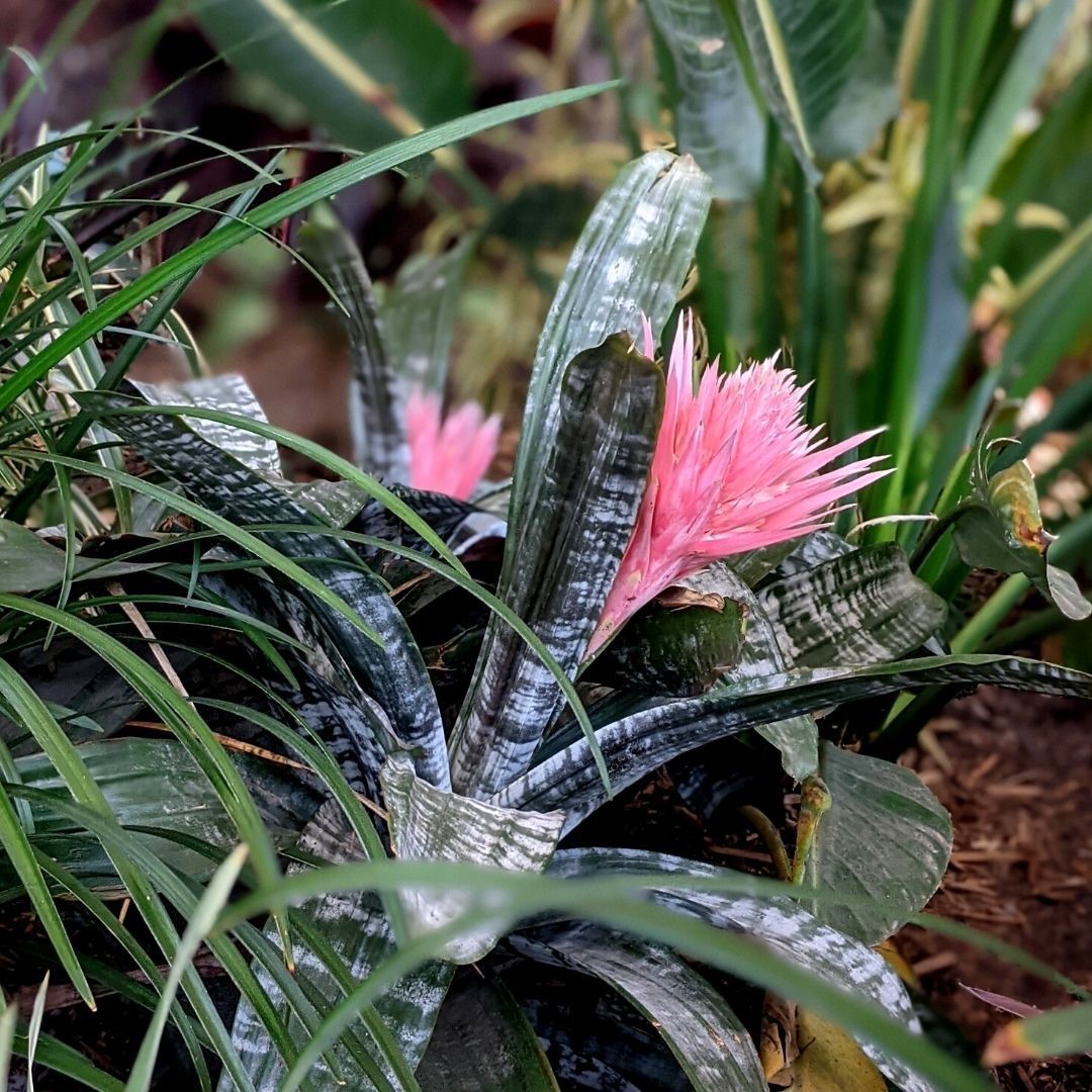 Silver Vase Bromeliad (Aechmea fasciata)