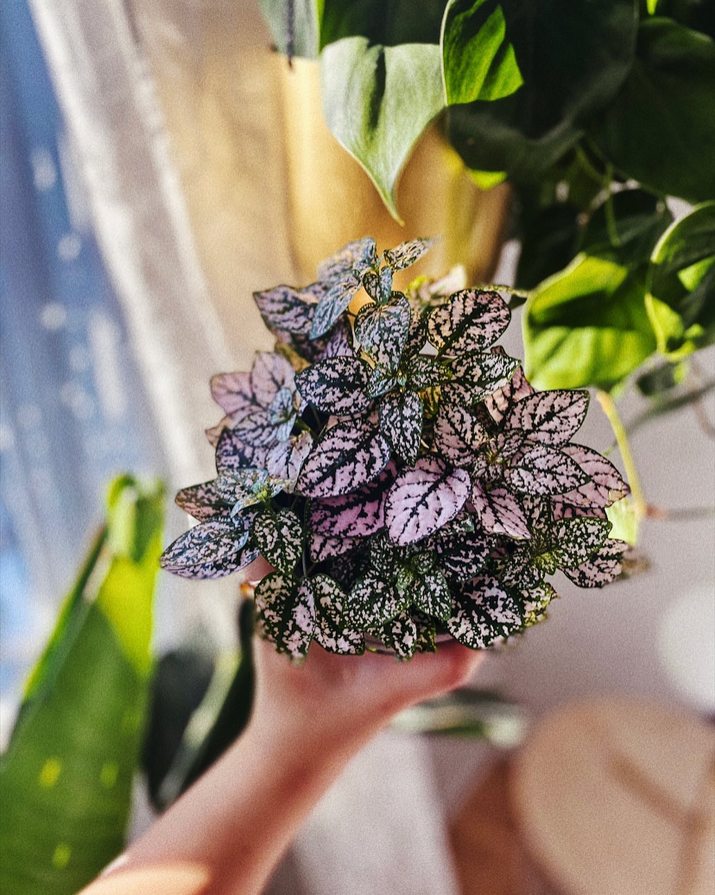 Polka Dot Plant (Hypoestes)