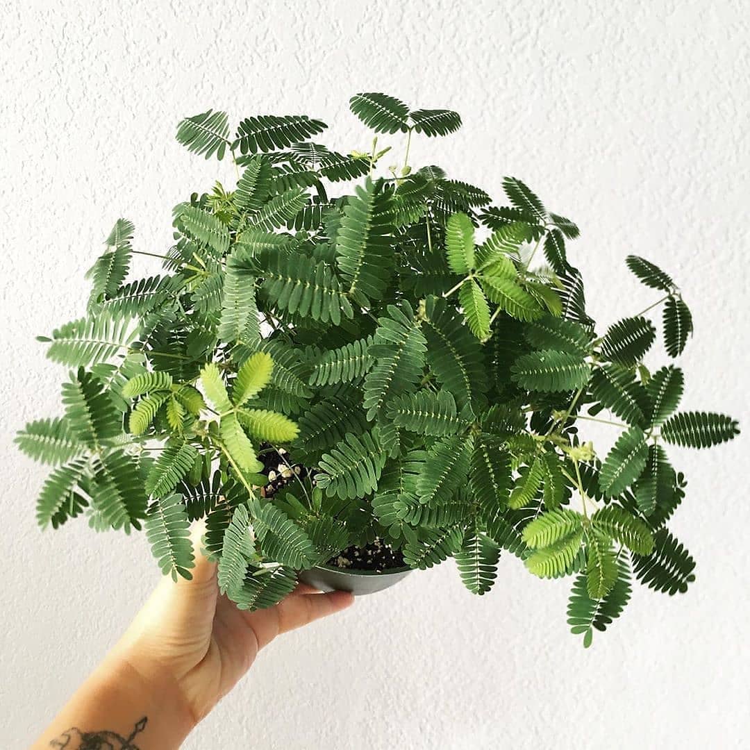 Sensitive Plant (Mimosa pudica)