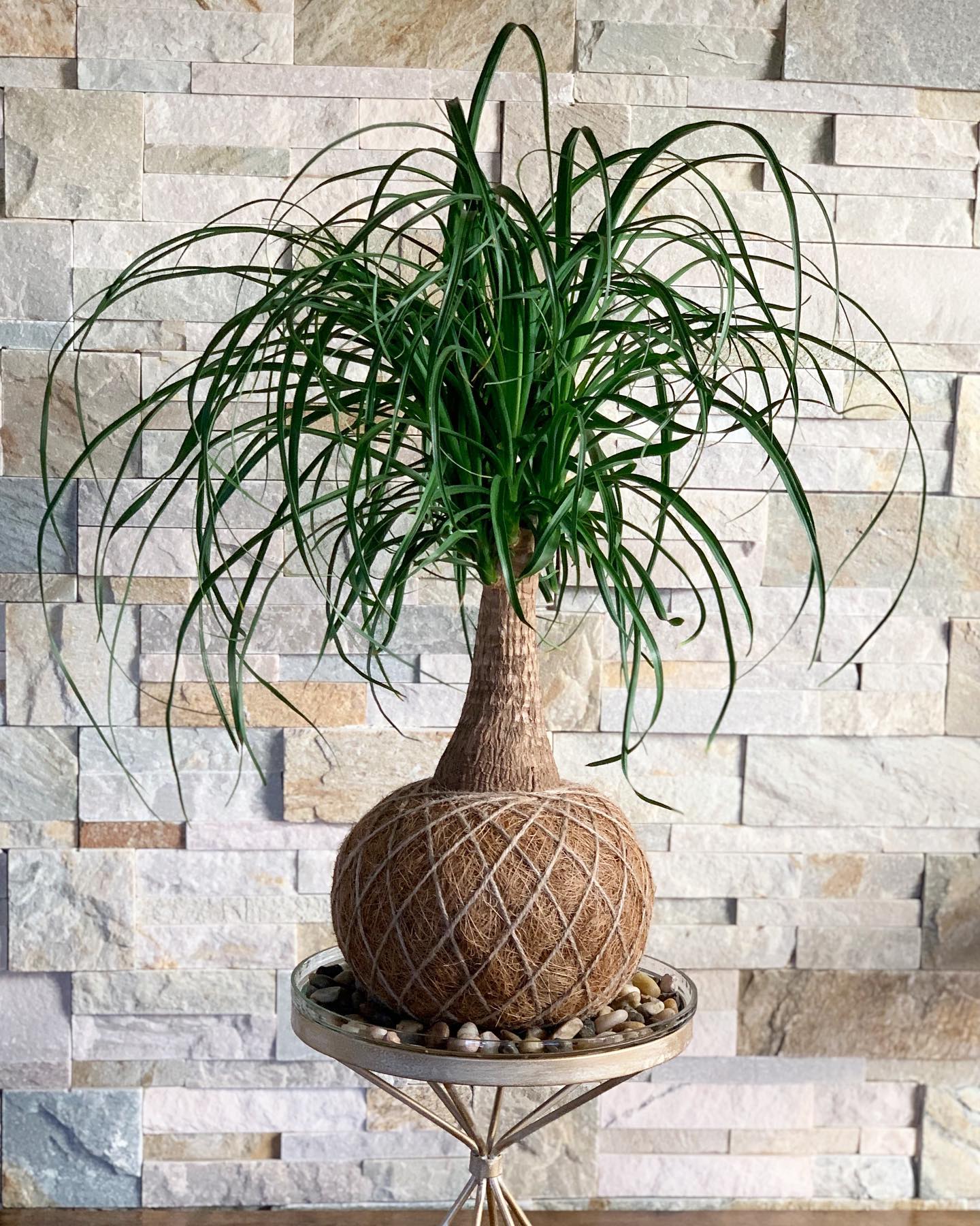 Ponytail Palm (Beaucarnea recurvata)