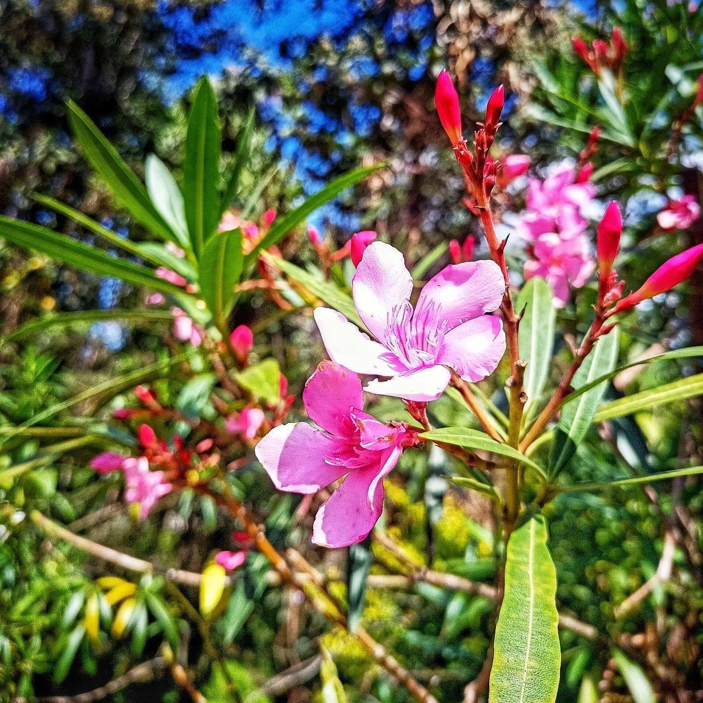 Oleander (Nerium oleander)
