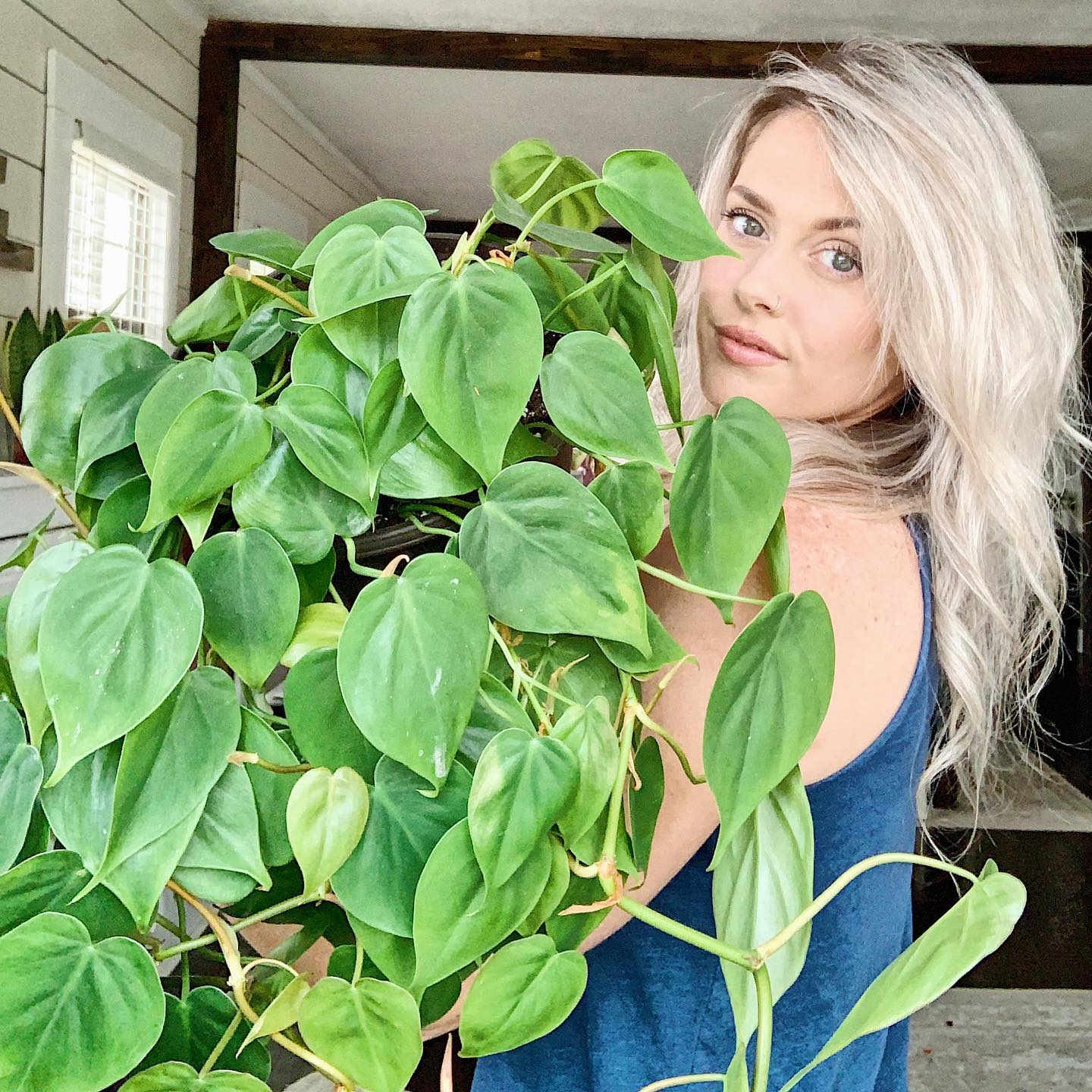 Heartleaf Philodendron