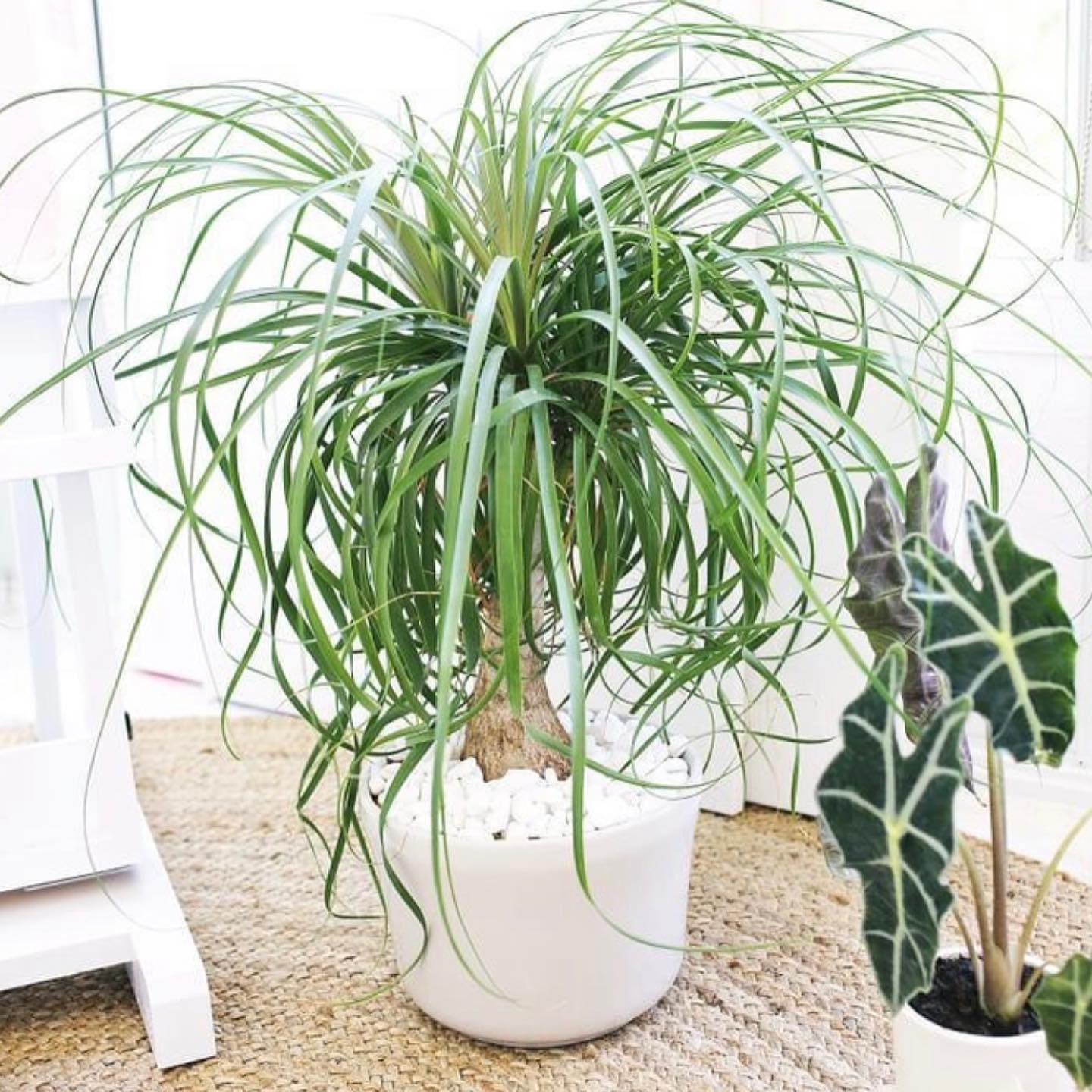 Ponytail Palm (Beaucarnea recurvata)