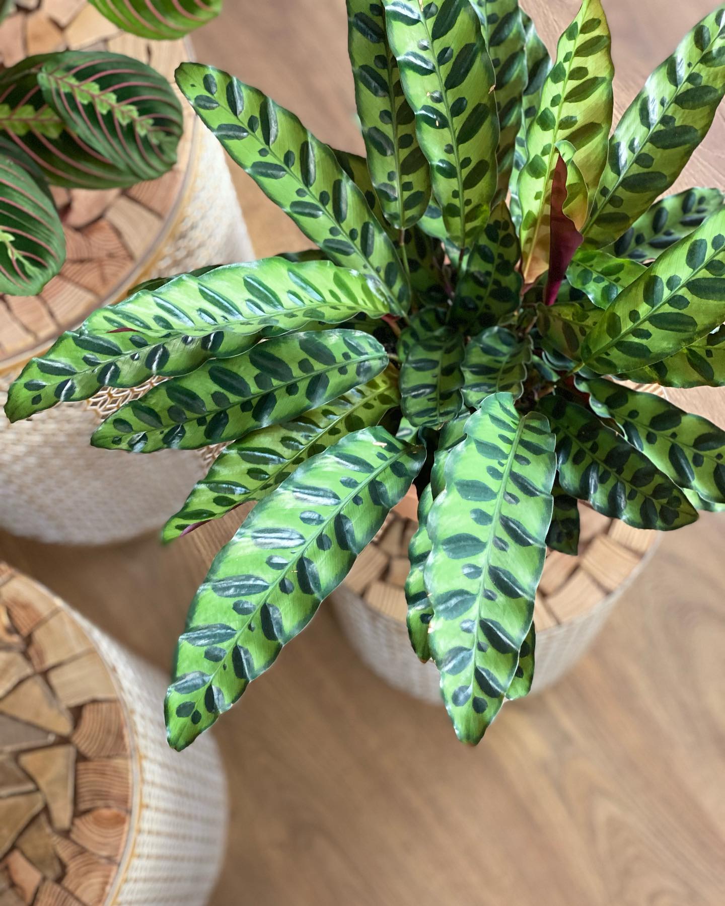 Rattlesnake Plant (Calathea lancifolia)