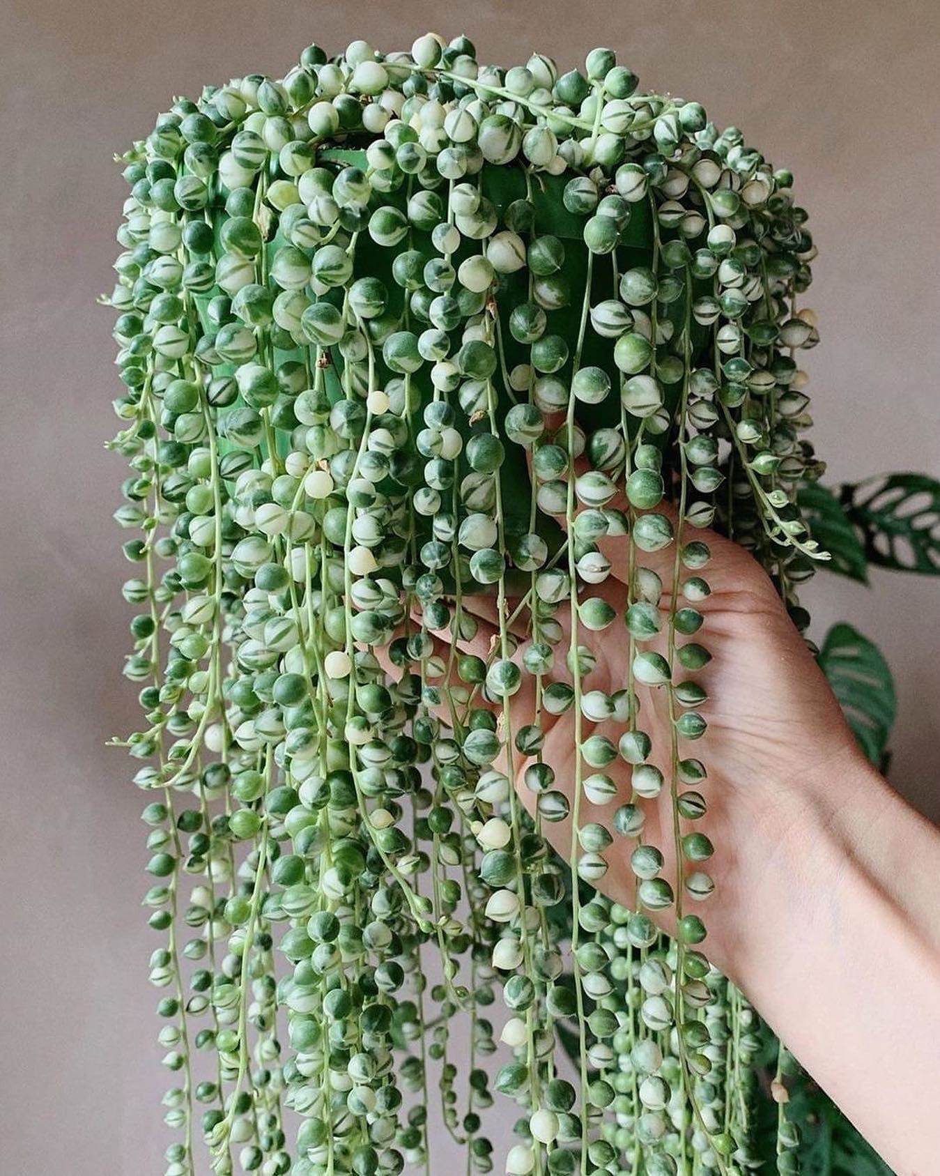 String of Pearls