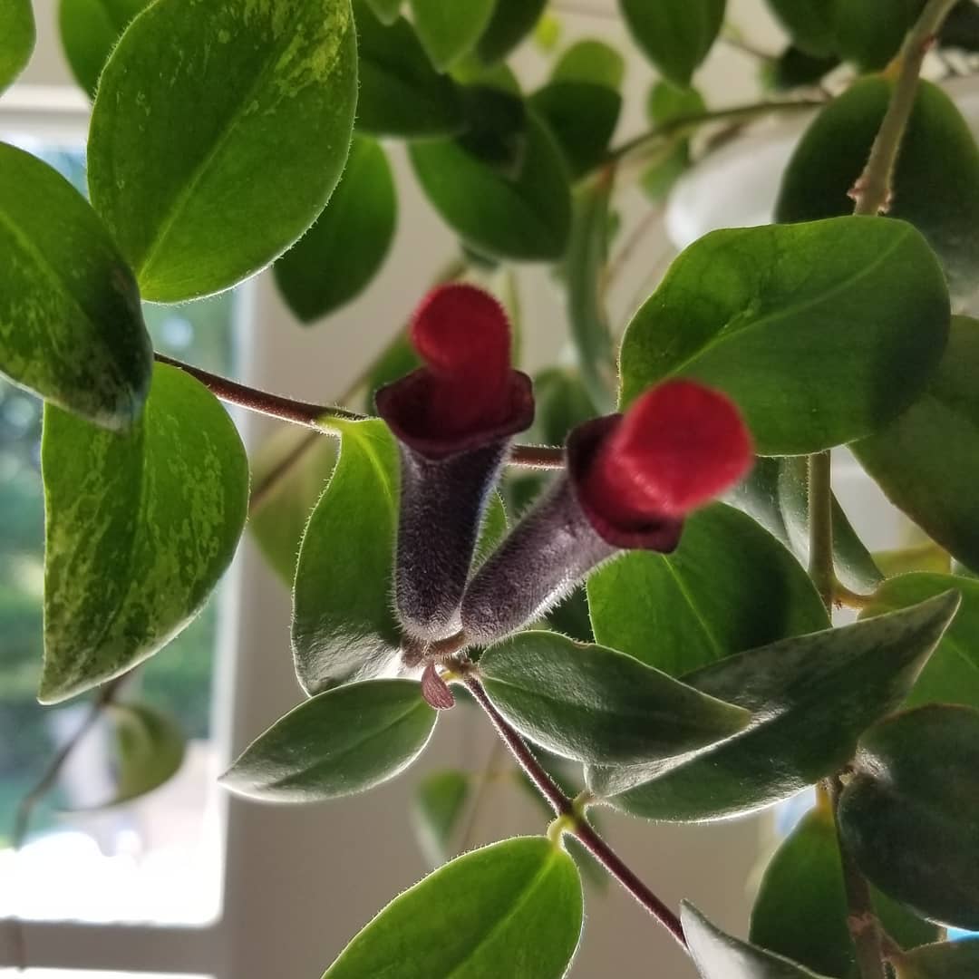 Lipstick Plant (Aeschynanthus radicans)