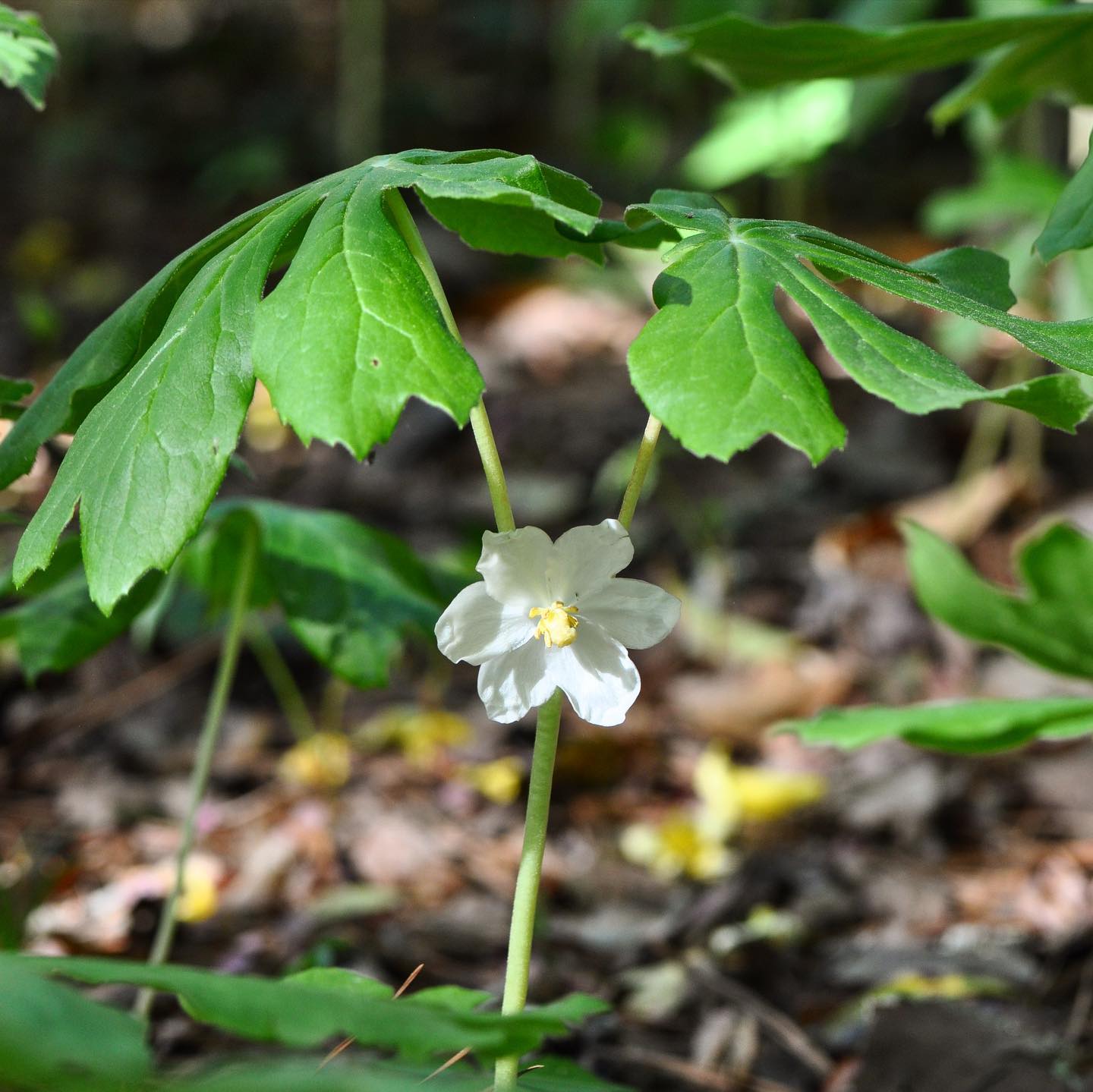 Mayapple (Podophyllum peltatum)