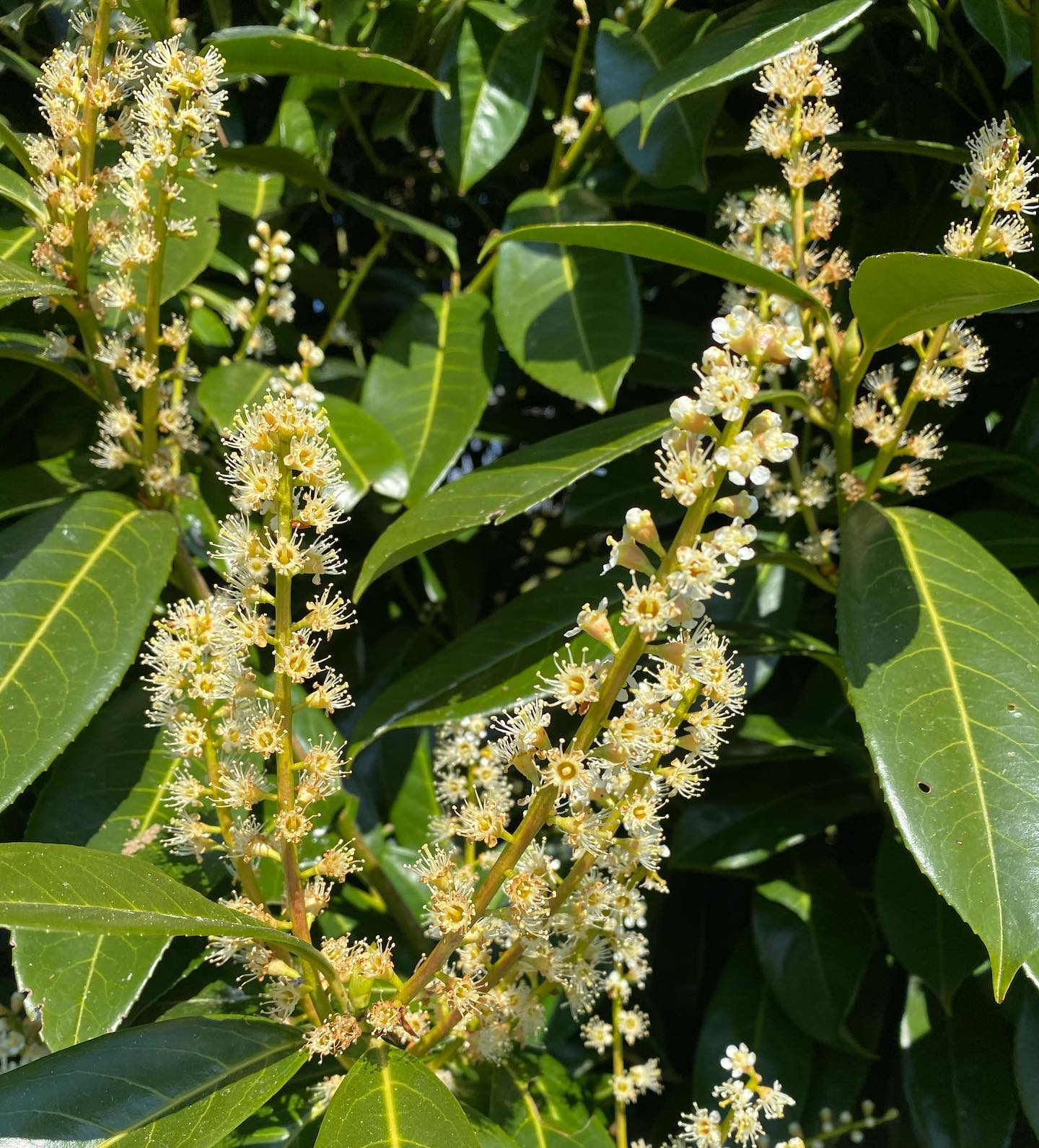 Cherry Laurel (Prunus laurocerasus)