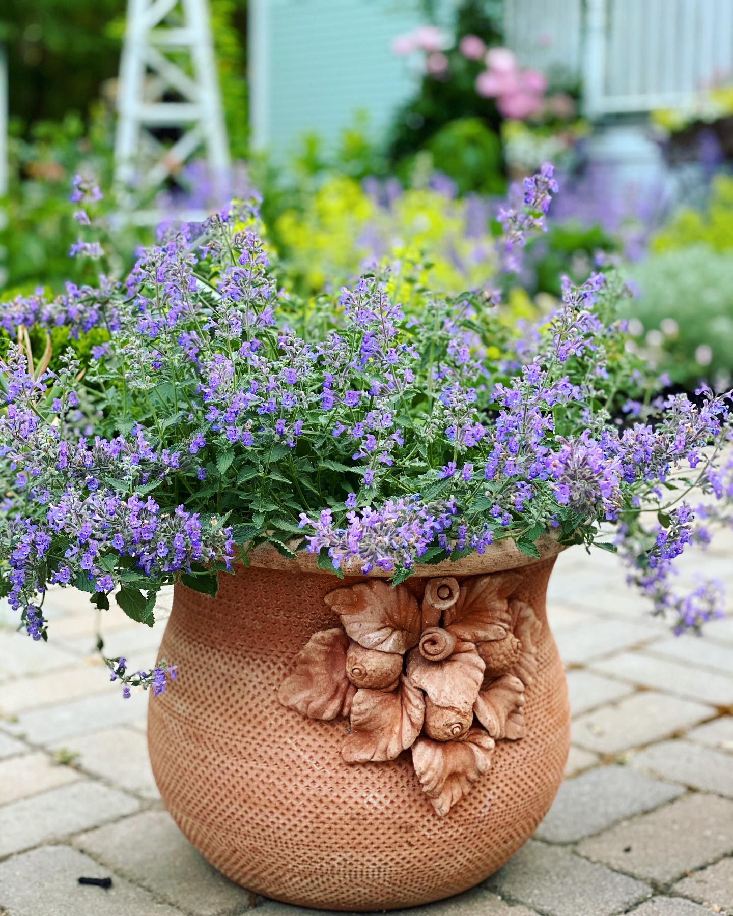 Catmint