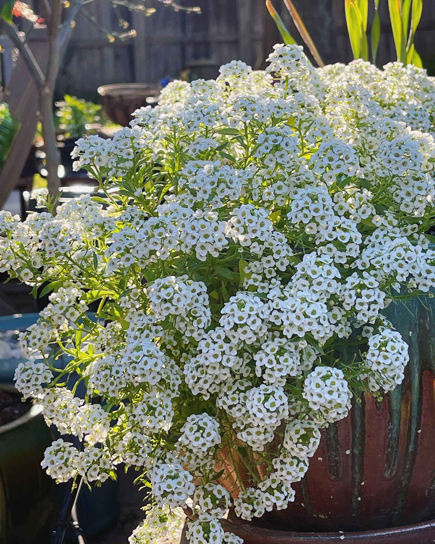 Sweet Alyssum