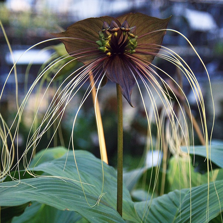 Black Bat Flower (Tacca chantrieri)