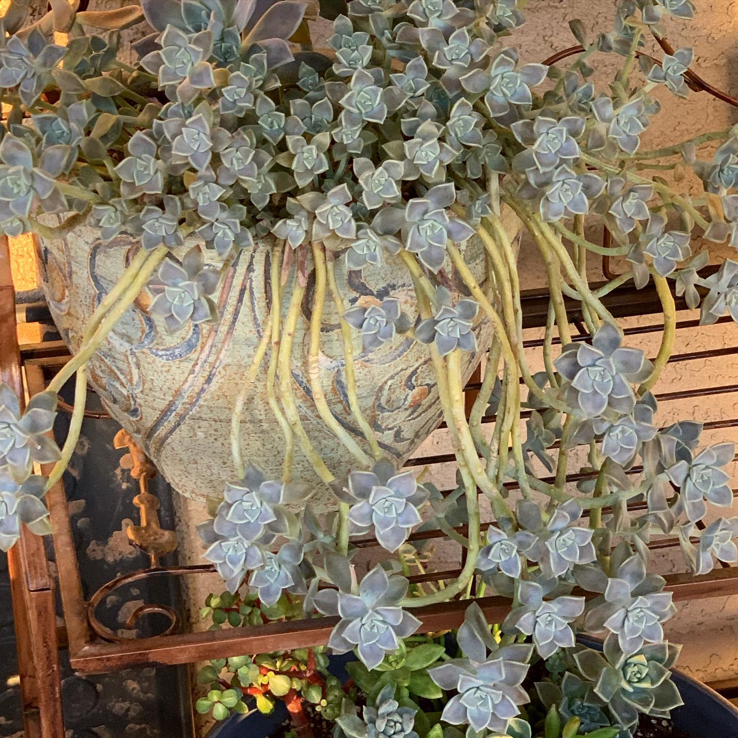Ghost Plant