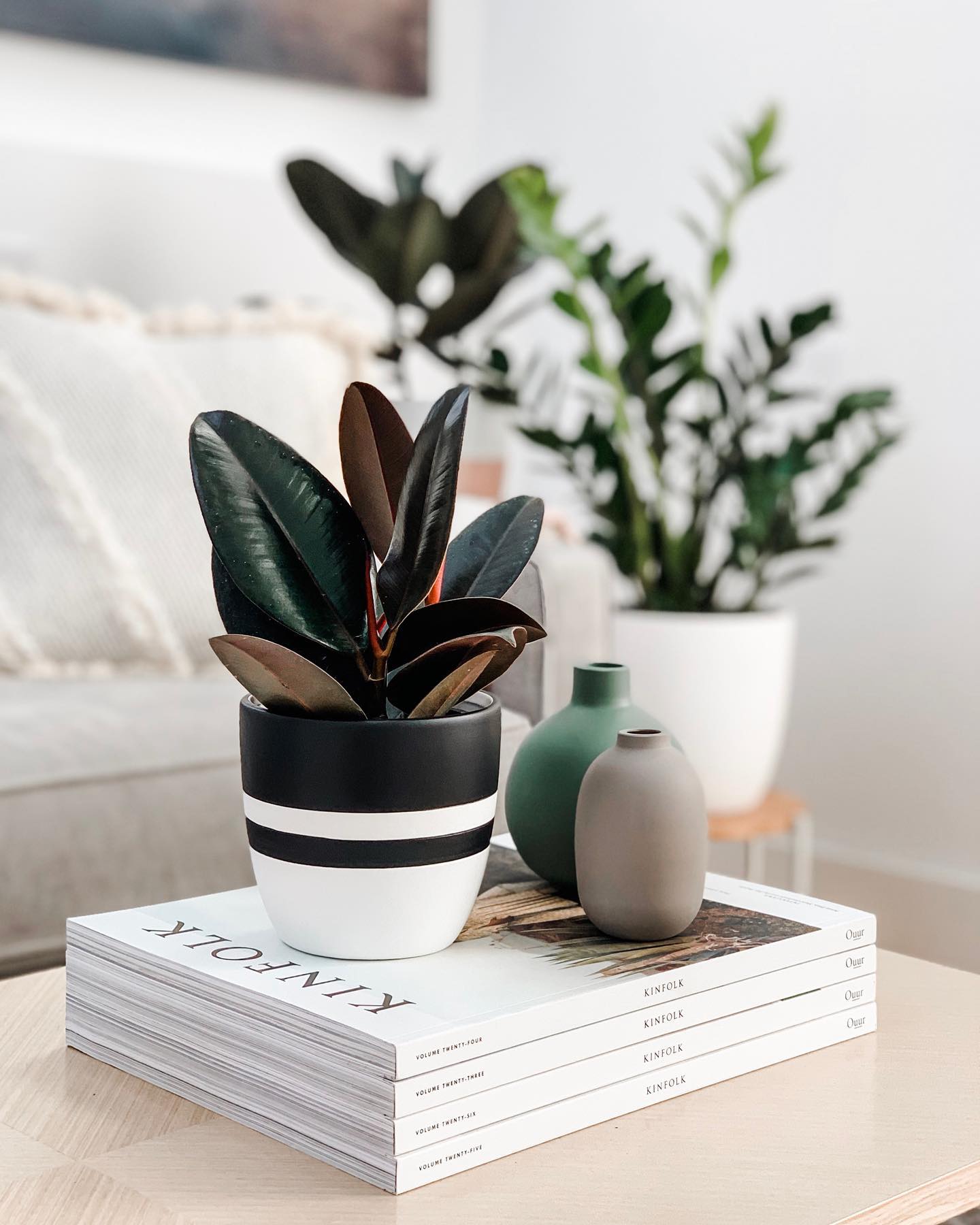 Rubber Tree