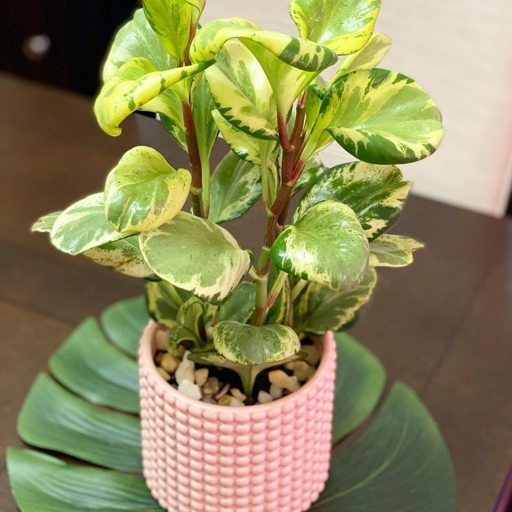 Baby Rubber Plant (Peperomia obtusifolia)