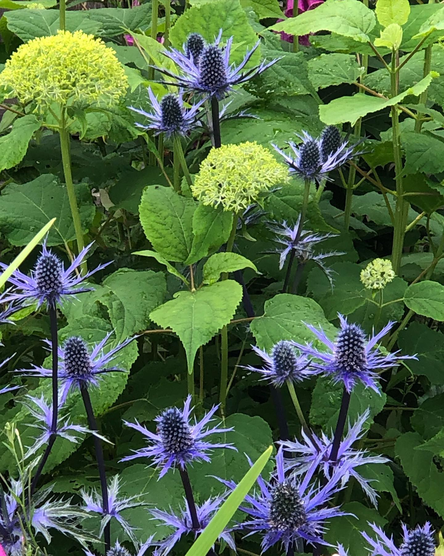 Sea Holly (Eryngium spp.)