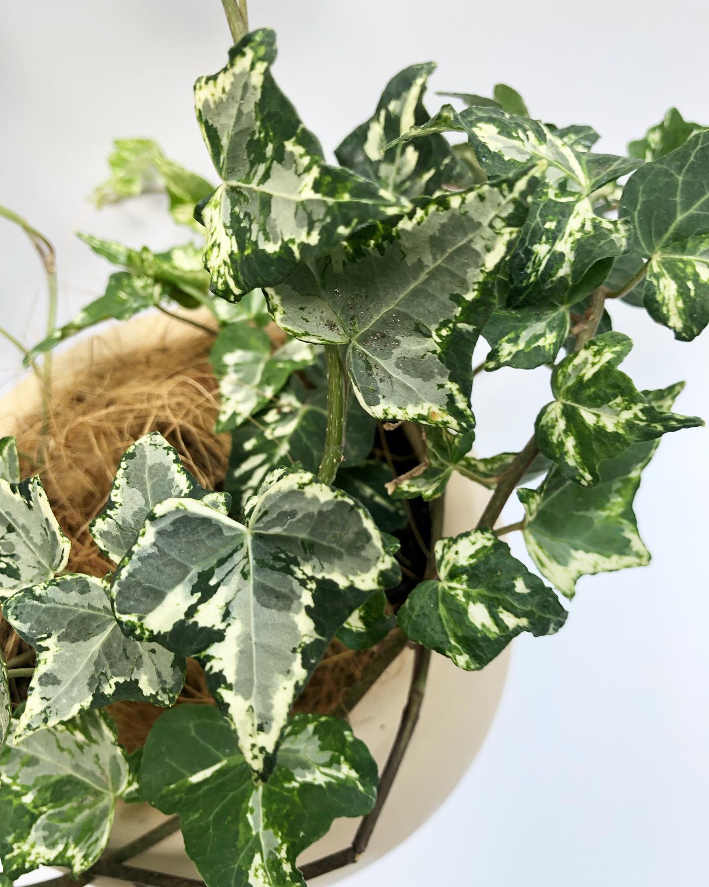 English Ivy (Hedera helix)