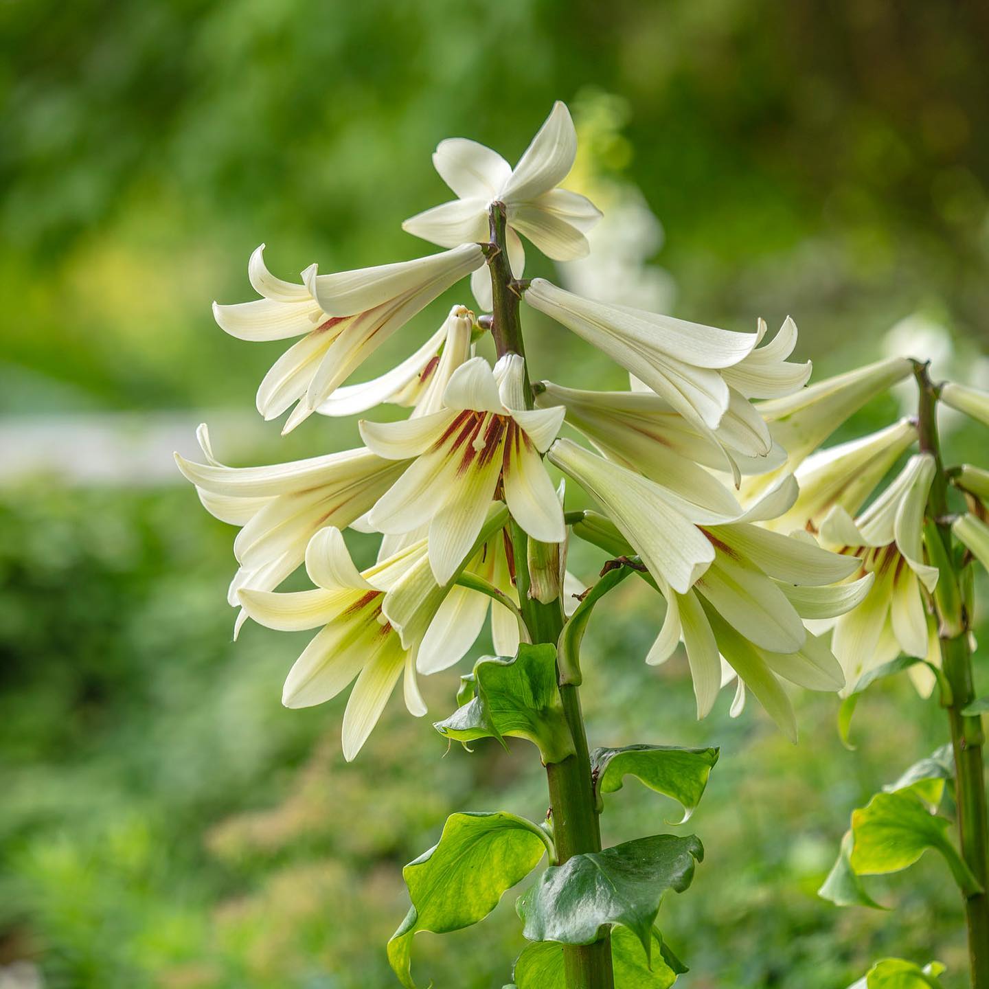 Giant Himalayan Lily (Cardiocrinum giganteum)