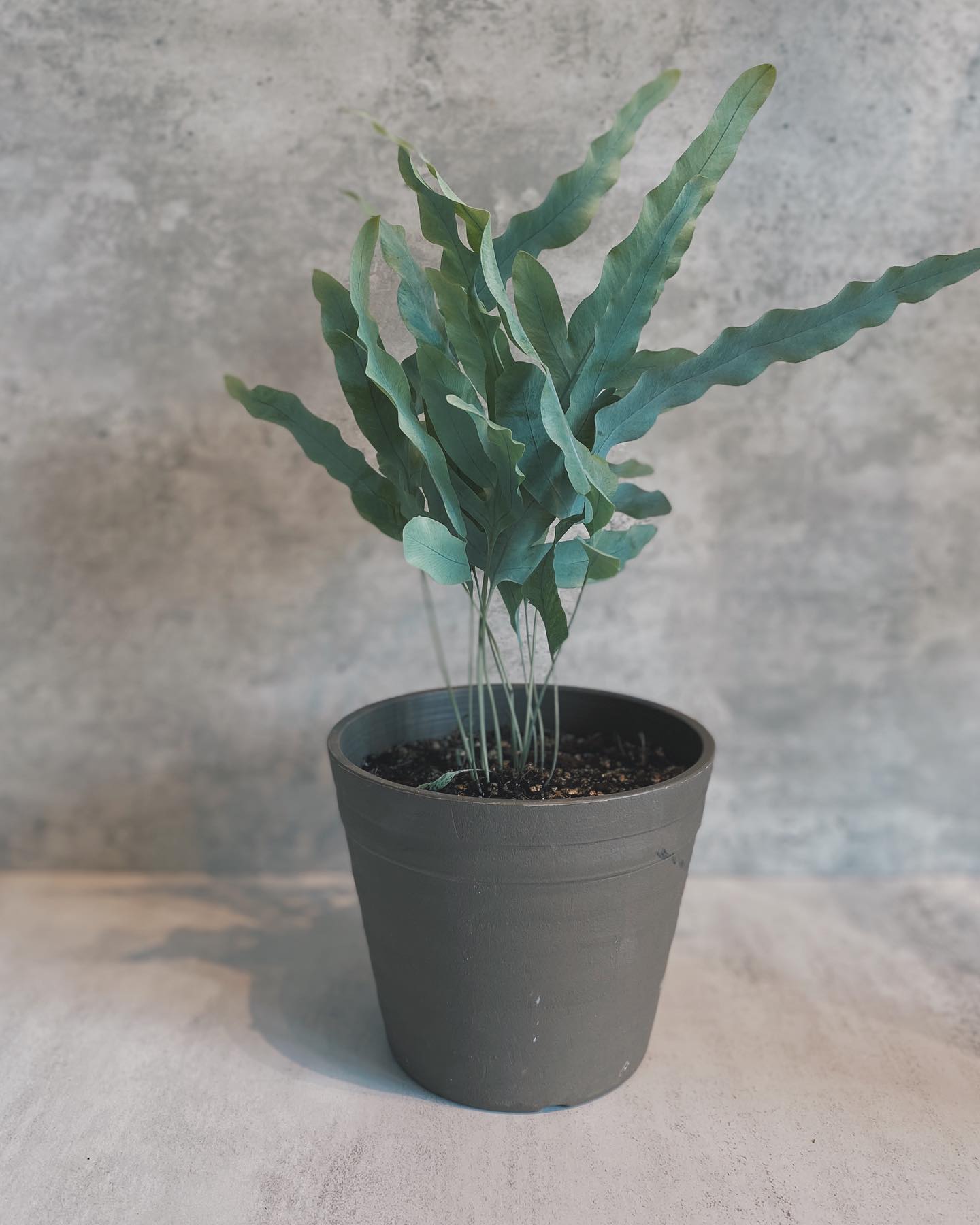 Blue Star Fern (Phlebodium aureum)
