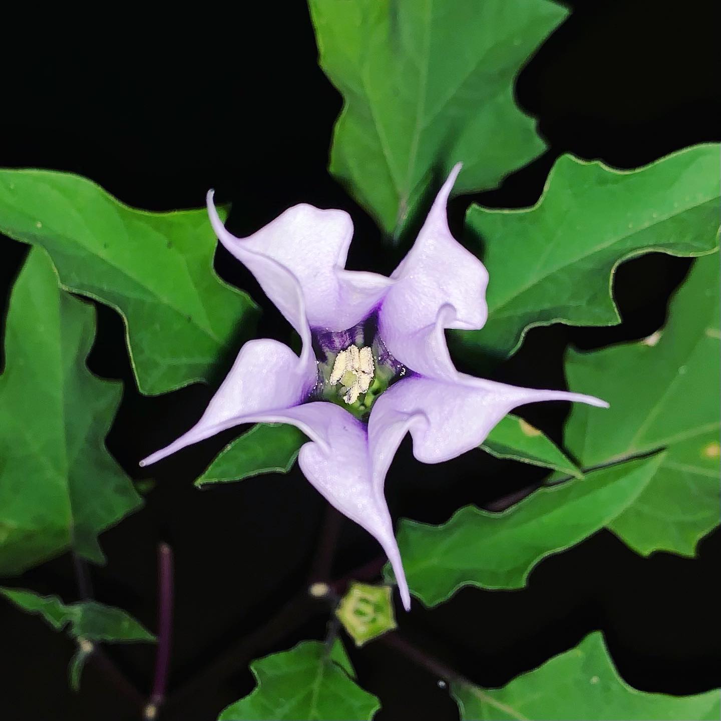 Jimsonweed (Datura stramonium)