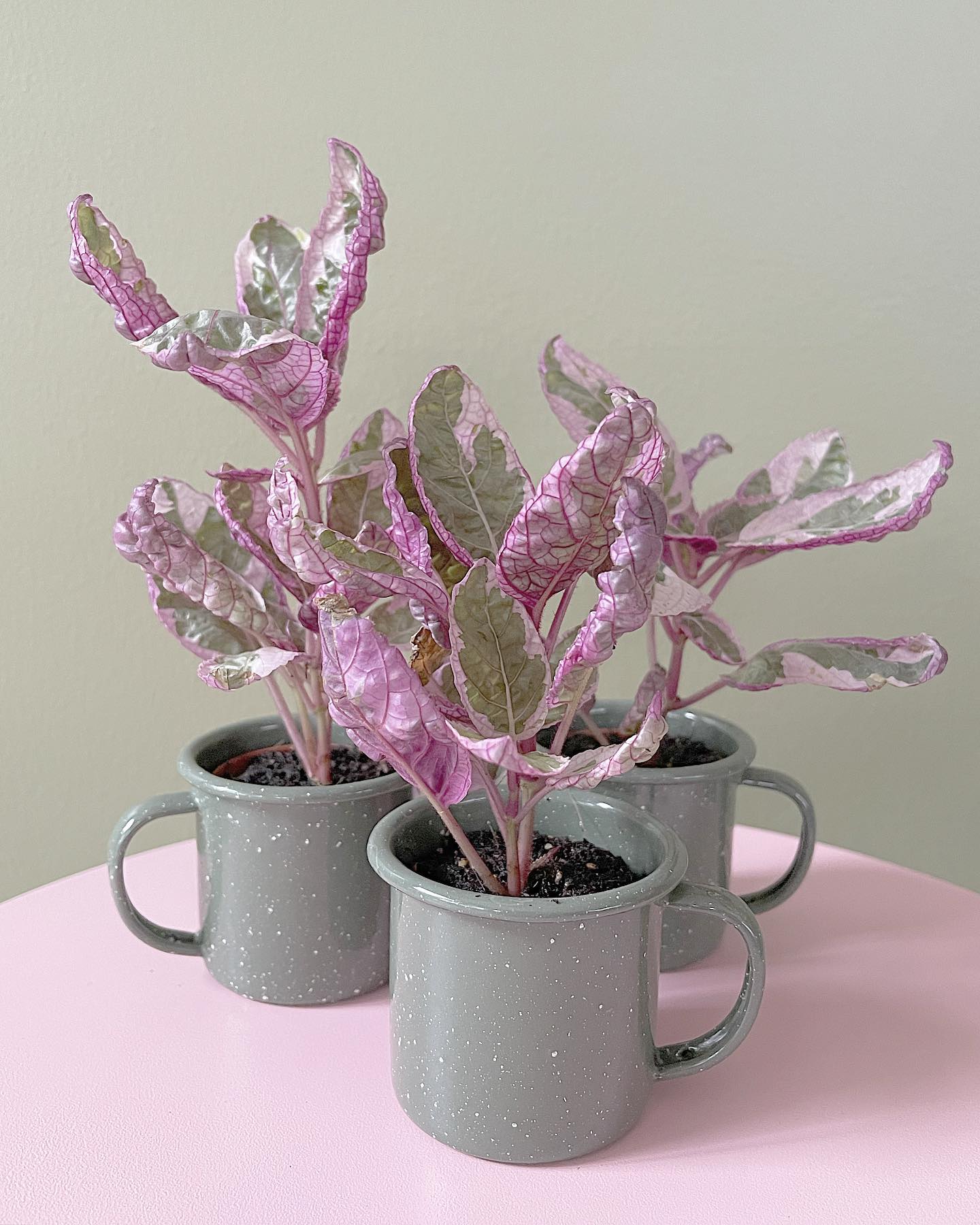 Purple Waffle Plant (Hemigraphis alternata)