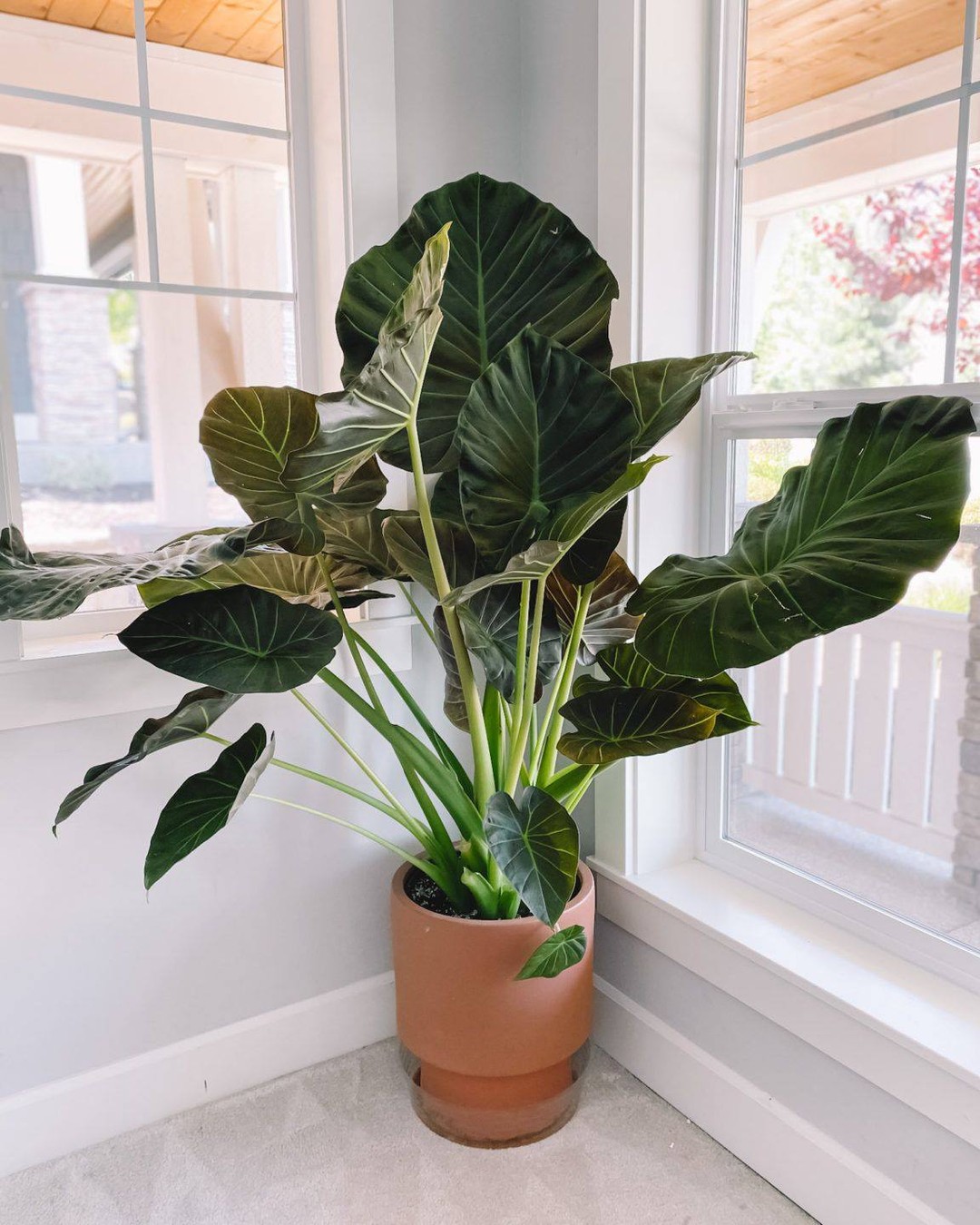 Elephant Ear (Colocasia spp. and Alocasia spp.)