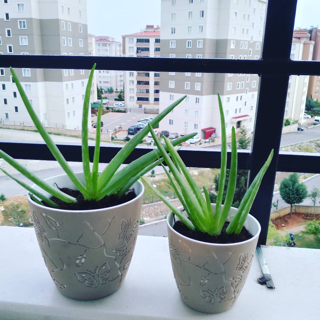 Aloe Vera
