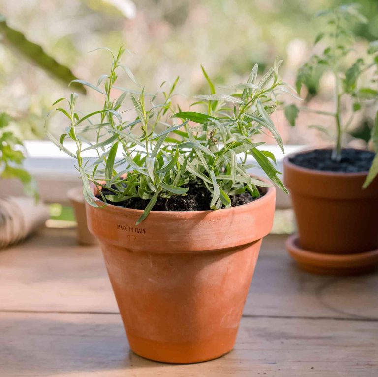 50 Unique Edible Plants You Can Grow Indoors - Planted Shack