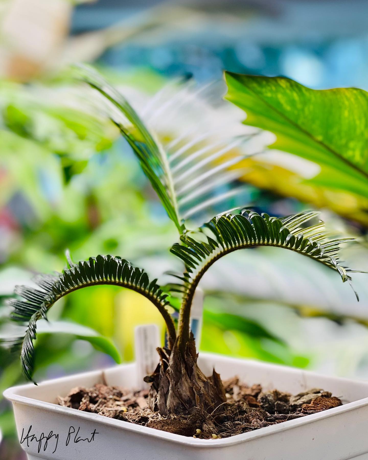 King Sago Palm