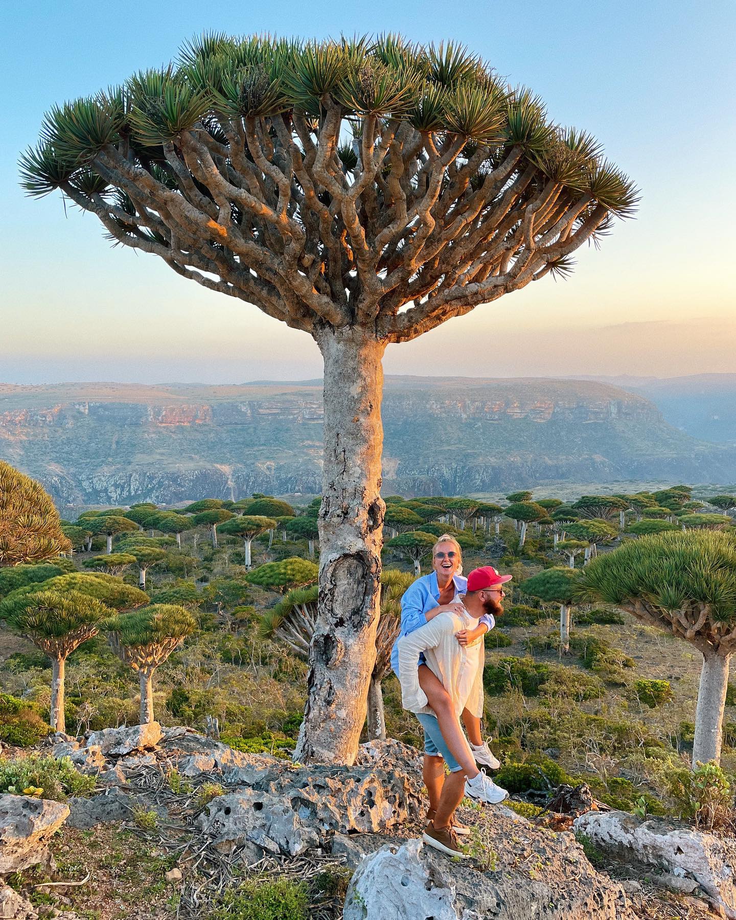 Dragon's Blood Tree (Dracaena cinnabari)