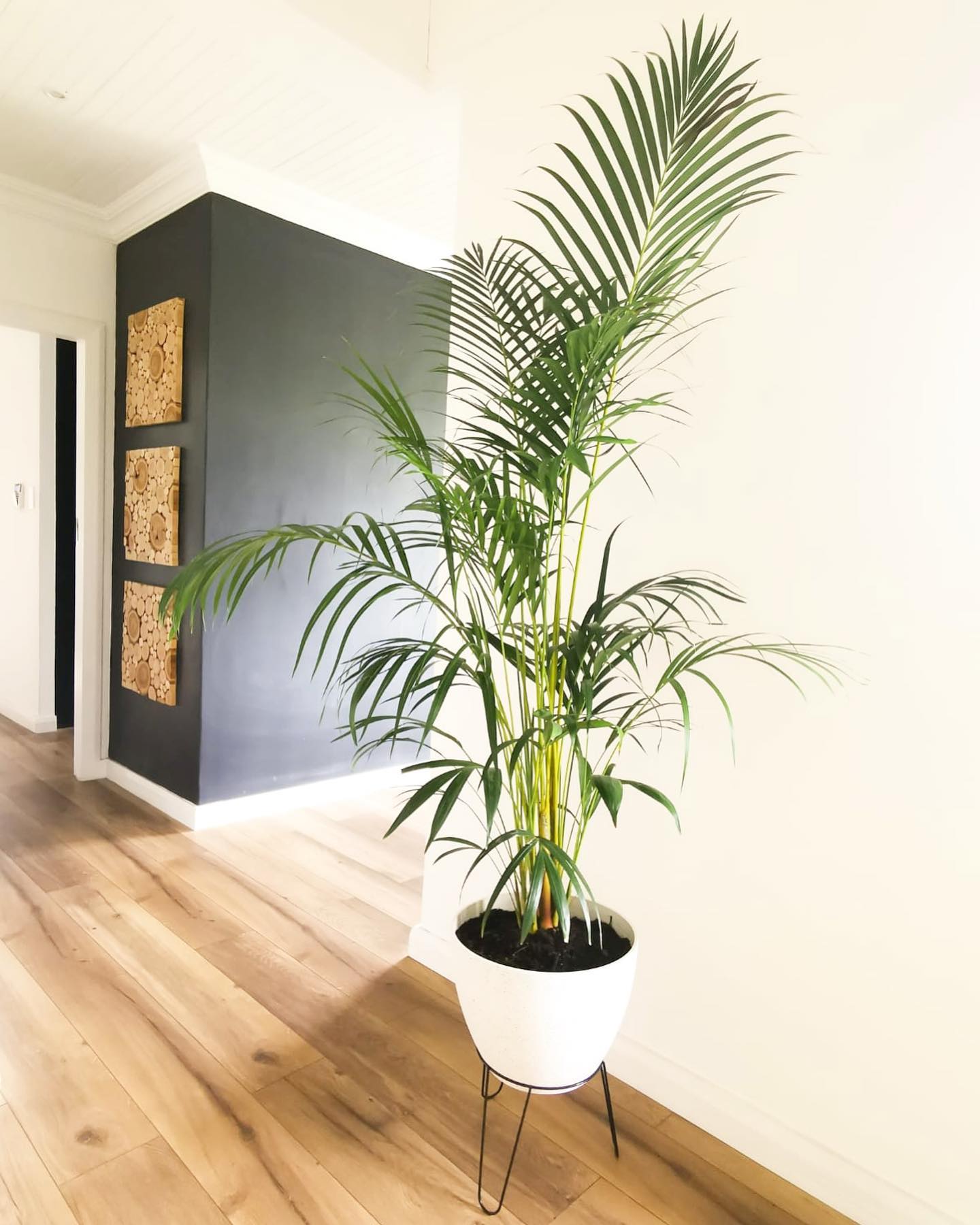 Bamboo palm